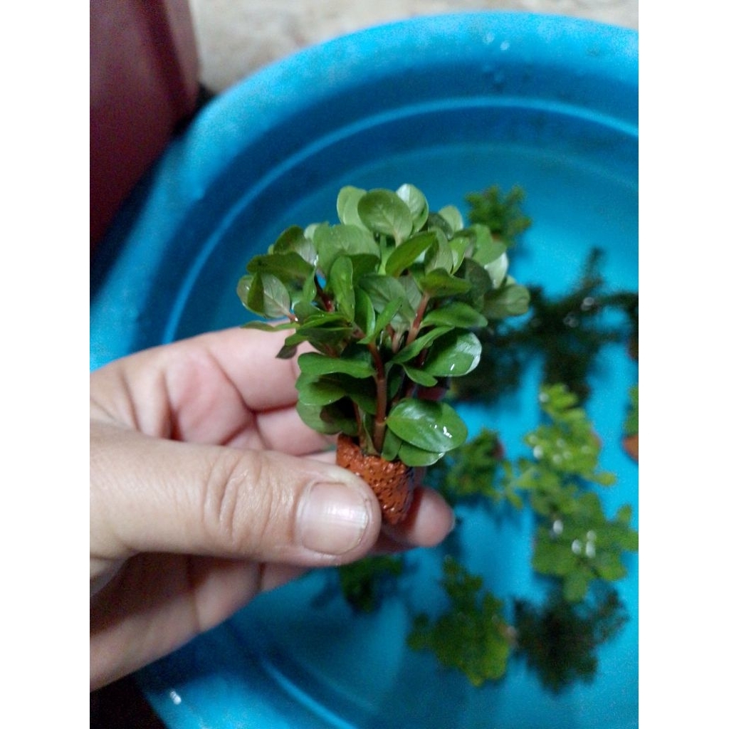 พืชไม้น้ำเกล็ดหอยแดงดิบจิ๋วสำหรับตู้ปลาอ่างปลาน้อยสวยงาม - รูปที่ 5