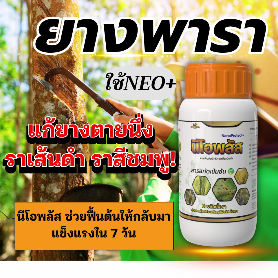 นีโอพลัส สูตรแก้ยางตายนึ่ง ราเส้นดำ ราสีชมพู ฟื้นต้นยางพาราอย่างมืออาชีพ ลดใบเหลือง–ใบจุด เสริมความสมบูรณ์ถึงราก