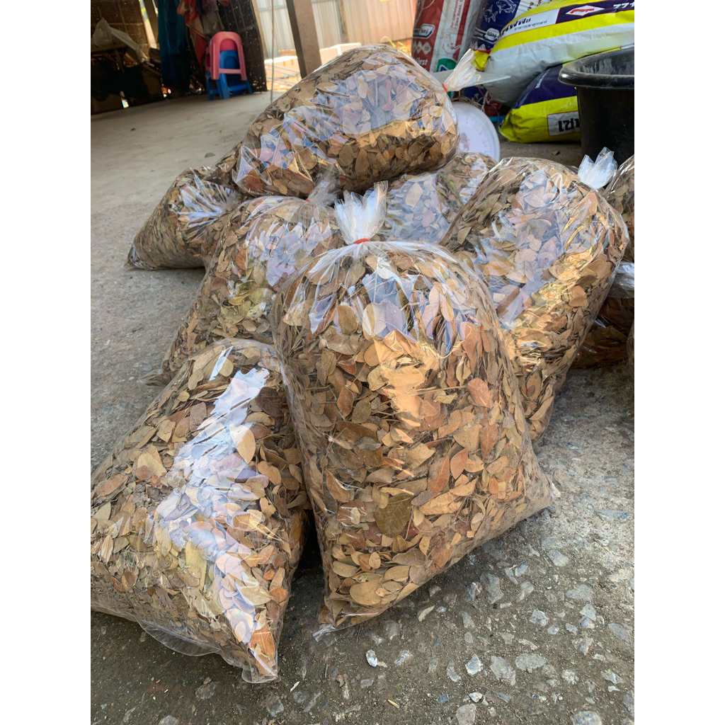 ใบก้ามปูแห้ง500กรัม พร้อมส่งจ้า