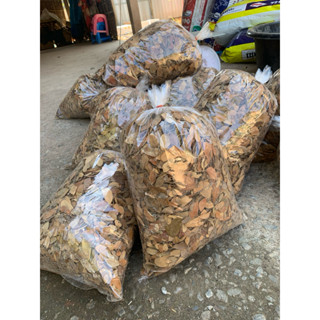 ใบก้ามปูแห้ง500กรัม พร้อมส่งจ้า