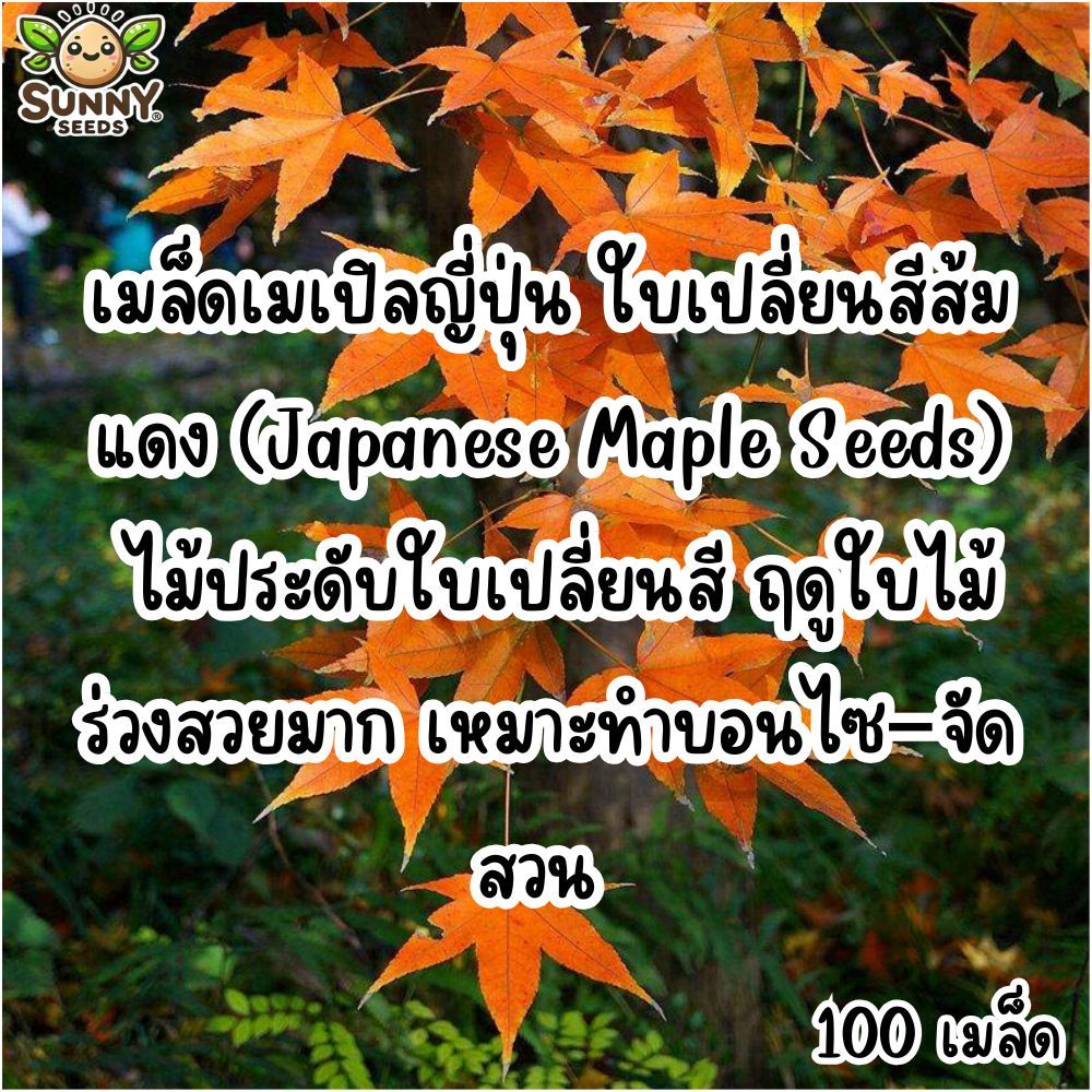 เมล็ดเมเปิลญี่ปุ่น ใบเปลี่ยนสีส้มแดง (Japanese Maple Seeds) ไม้ประดับใบเปลี่ยนสี ฤดูใบไม้ร่วงสวยมาก เหมาะทำบอนไซ–จัดสวน