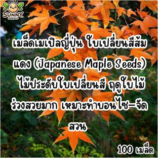 เมล็ดเมเปิลญี่ปุ่น ใบเปลี่ยนสีส้มแดง (Japanese Maple Seeds) …
