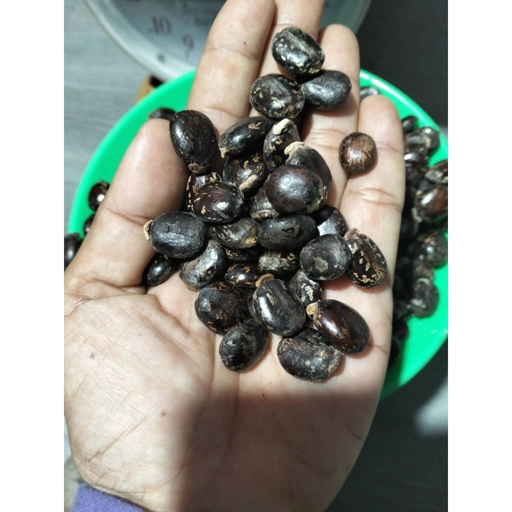 เมล็ดพันธุ์ละหุ่งแดง50เมล็ด