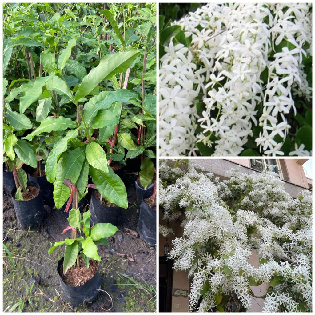 ต้นพวงครามสีขาว ไม้เลื้อยดอกสีขาวสวย ออกดอกตลอดปี เลี้ยงง่าย ทนแดด (ความสูง 40-60cm)