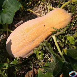 เมล็ดพันธุ์ ฟักทอง ใบเตย แปดริ้ว บรรจุ 10 เมล็ด Sweet Pumpkin Seeds for Planting Butternut Squash Seeds Vegetables Seeds