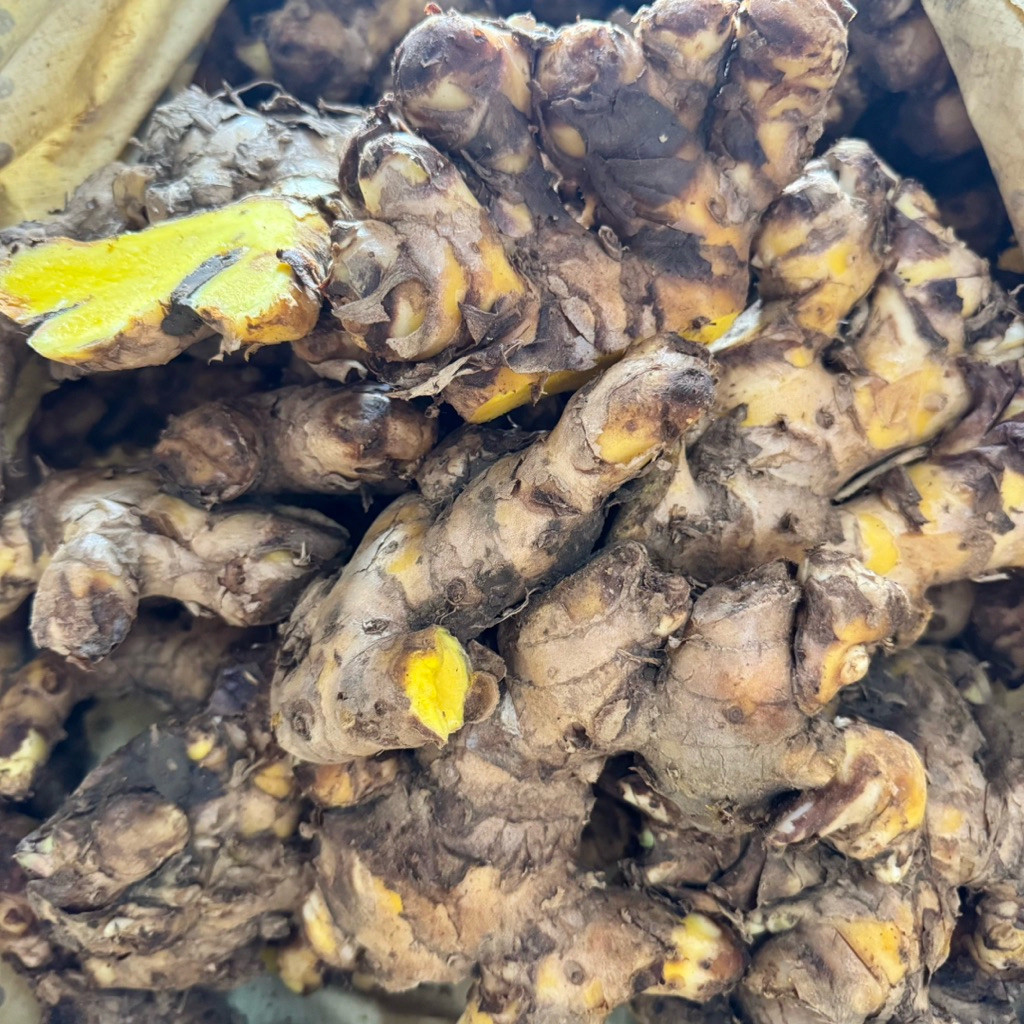 ว่านไพล หัวไพลสด ไพลเหลือง แก่ๆ จากสวน ขนาด 1 กิโลกรัม