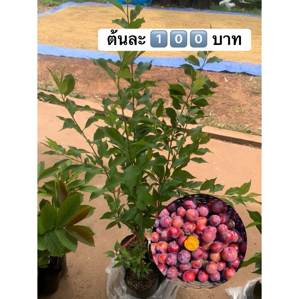 🍒เชอร์รี่ดอย🍒ต้นละ1️⃣0️⃣0️⃣บาท