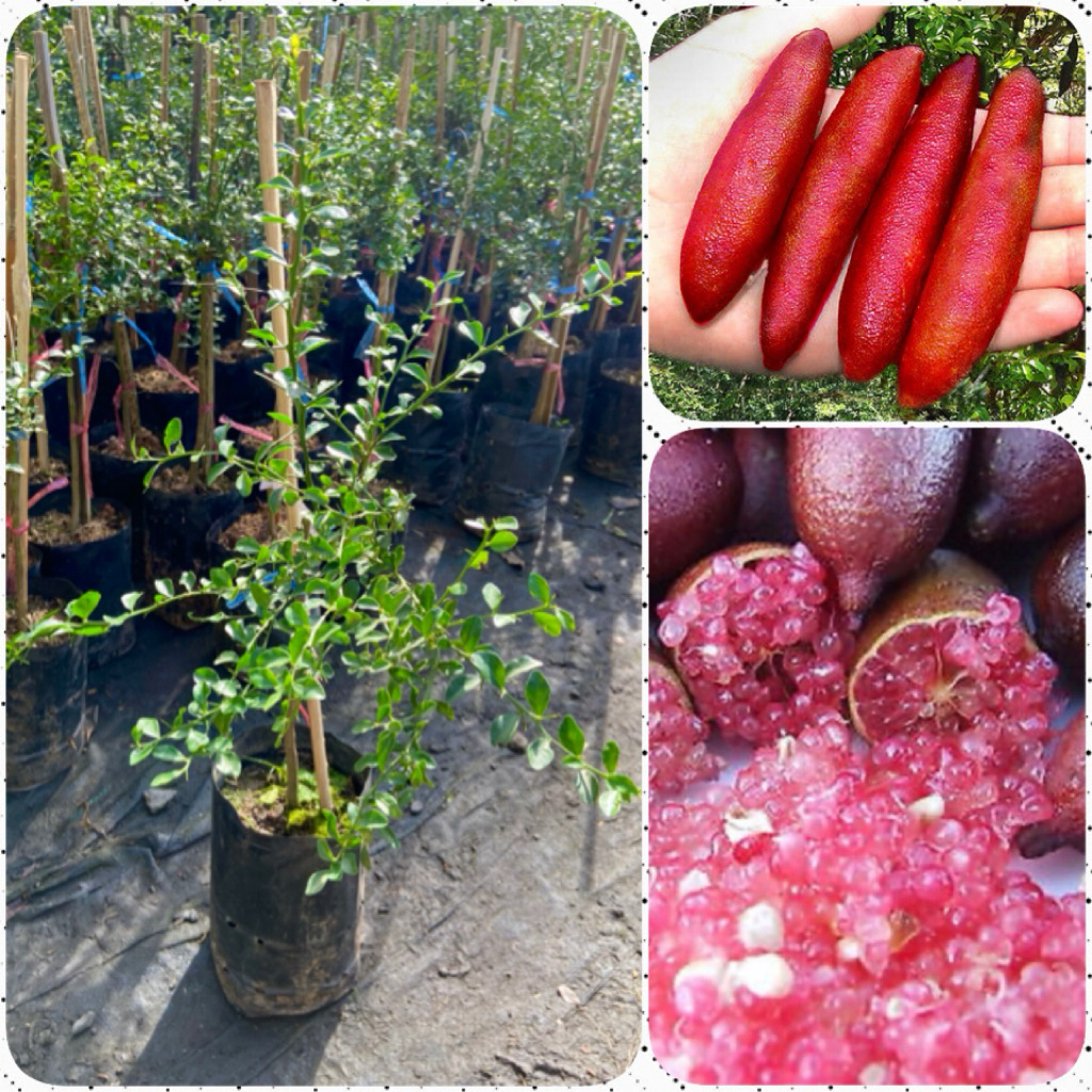ต้นมะนาวคาเวียร์สีม่วง ไบร่อนซัน เสียดยอด ( สูง 40-60cm) ต้นแข็งแรง พร้อมปลูก