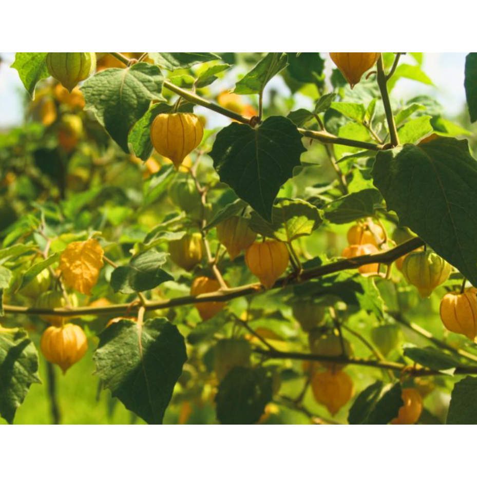 เมล็ดพันธุ์เคพกู้ดเบอร์รี่ ซองละ 60 เมล็ด - รูปที่ 4