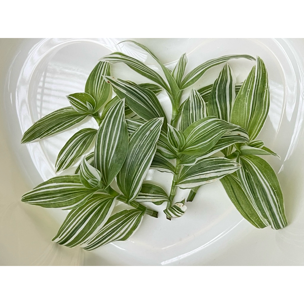ก้ามปูหลุดด่าง T.Albiflora albovitatta (กิ่งตัดสด) จำนวน 5 กิ่ง