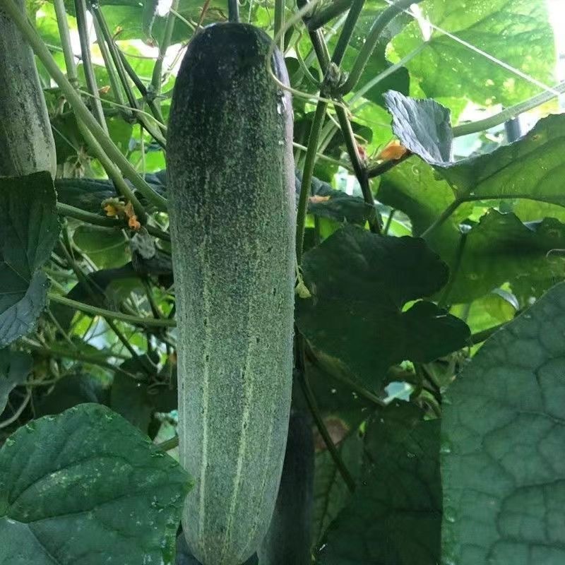 30 เมล็ด Long Cucumber งอกสูง แตงกวาญี่ปุ่น แบ่งขาย งอกสูง F1 Seeds Easy to grow