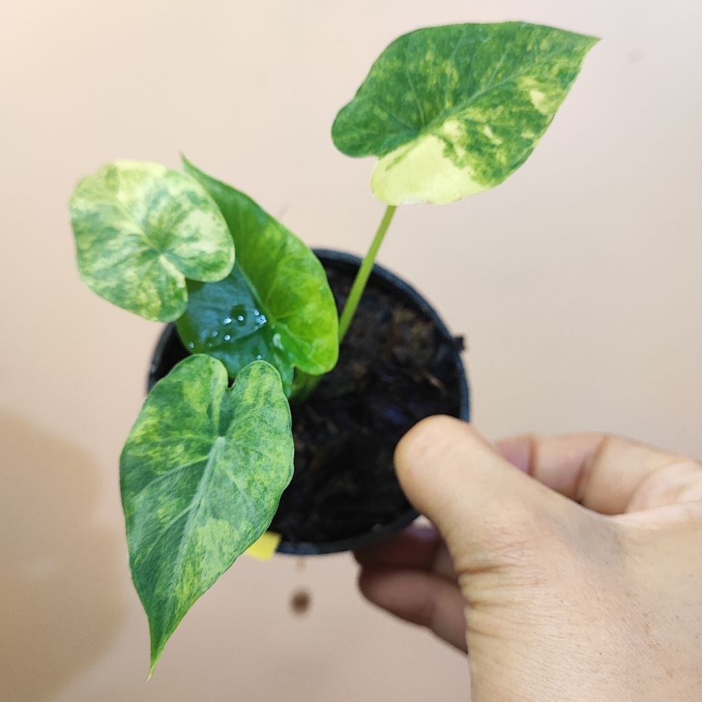 Thumbnail 3