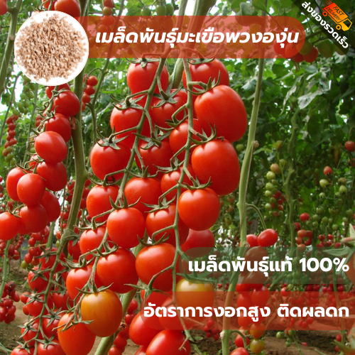 เมล็ดพันธุ์มะเขือเทศพวงองุ่น ซองละ 50 เมล็ด เมล็ดพันธุ์แท้ คัดพิเศษทุกเมล็ด