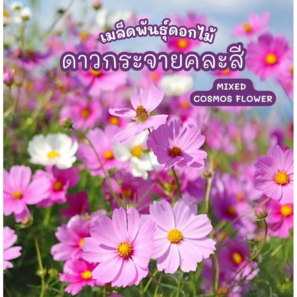 เมล็ดดอกดาวกระจาย คละสี คอสมอส Cosmos Flower Mixed เมล็ดแท้ งอกง่าย ดอกดก บรรจุ 250 เมล็ด