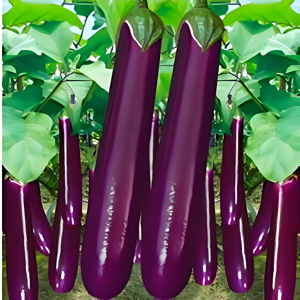 100Seedเมล็ดพันธุ์ มะเขือม่วงยักษ์ Purple Eggplant Seed Organic Vegetable Seeds เมล็ดมะเขือยาว เมล็ด