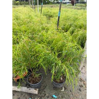 ต้นหลิวออสเตรเลีย "หลิวออสเตรเลีย" (Australian Willow) ขนาดกระถาง6นิ้ว