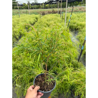 ต้นหลิวออสเตรเลีย "หลิวออสเตรเลีย" (Australian Willow) ขนาดกระถาง6นิ้ว