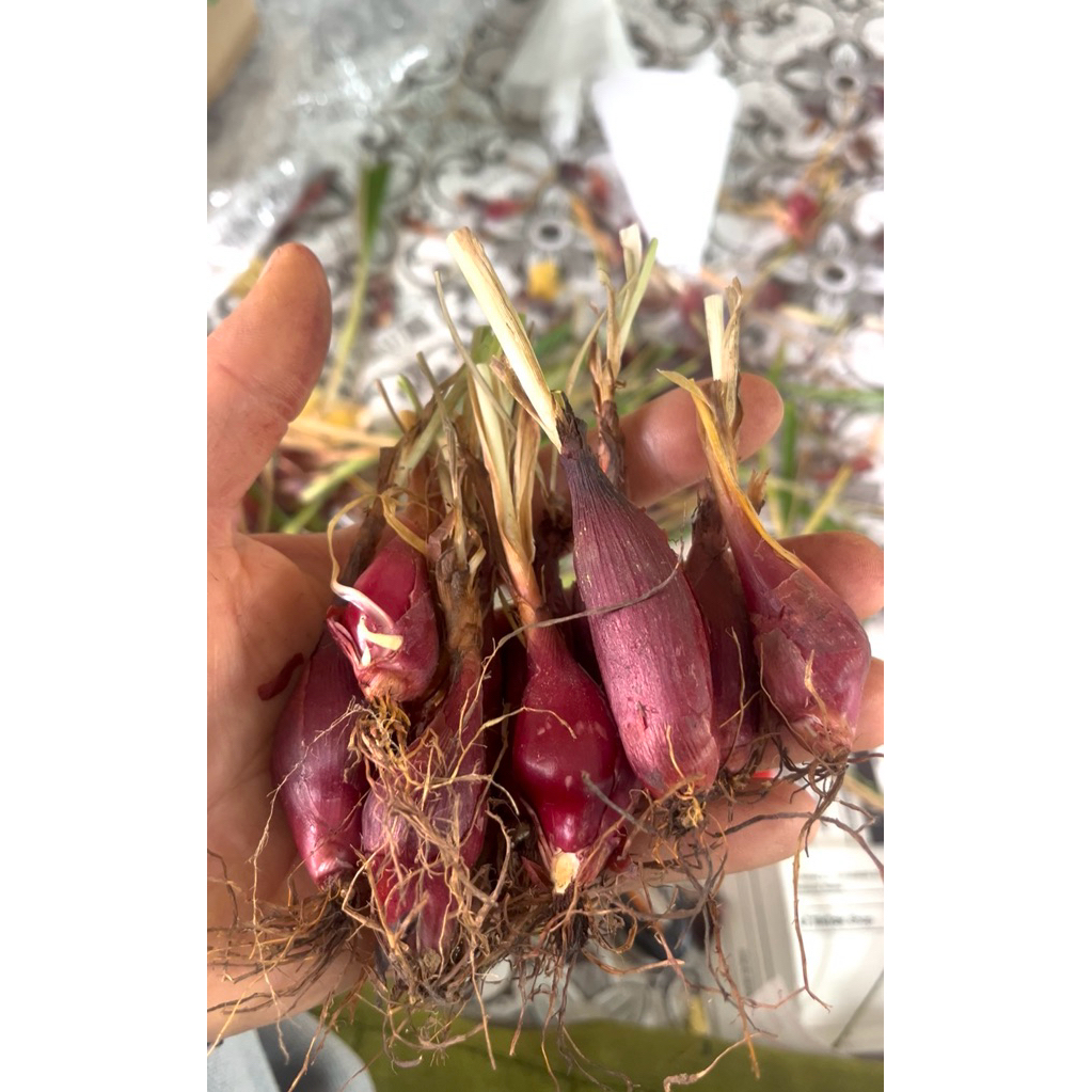 ว่านจอด ว่านหอมแดง 10หัว 50 บาท ใช้แก้ผิดสำแดง เยี่ยวขัด