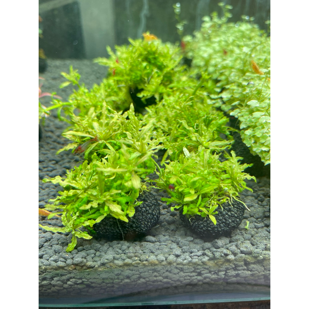 ต้นไม้น้ำ(ดาวน้อย พันก้อนวาบิ)เป็นไม้กางตู้ ชอบน้ำเย็น ต้องการCo2