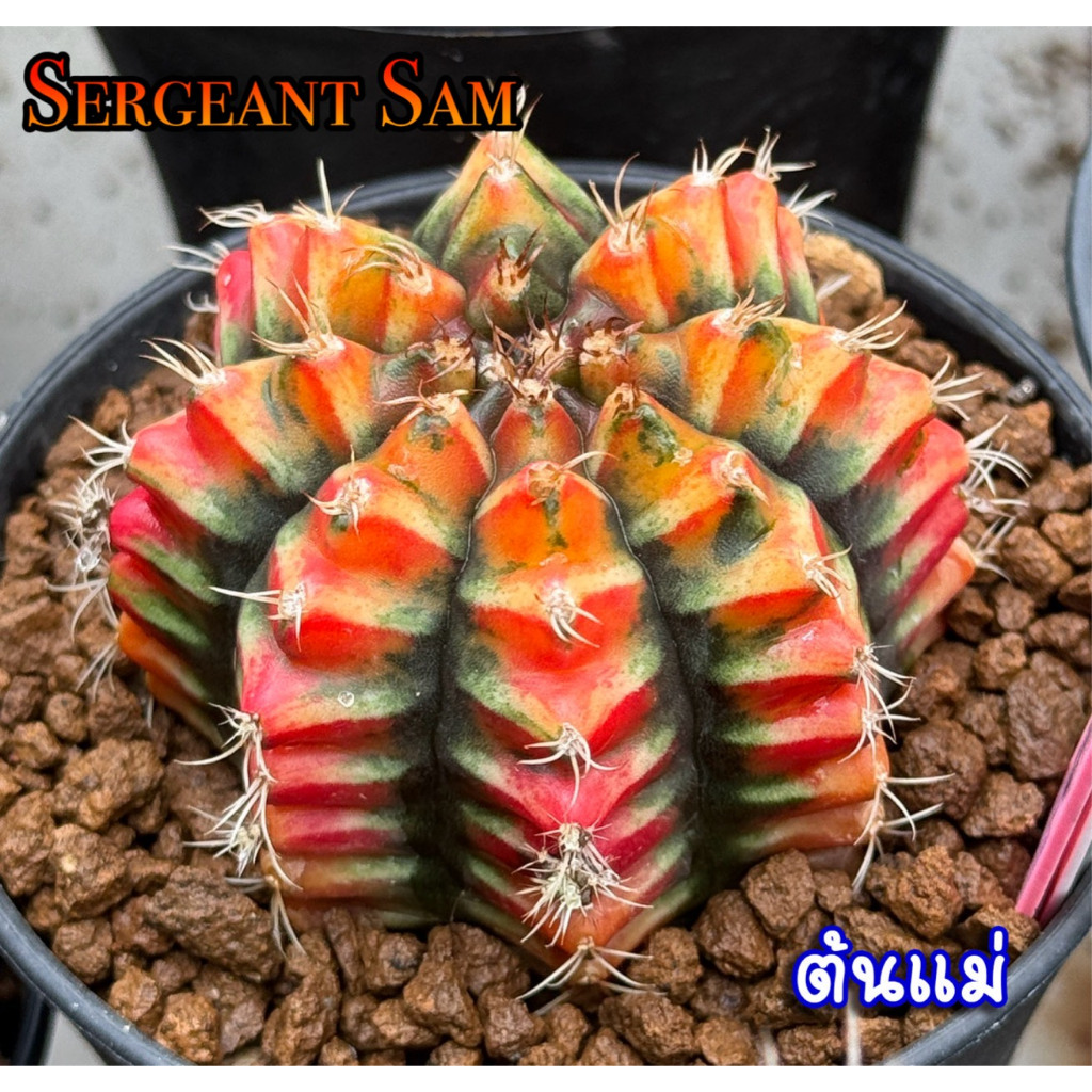 มีส่งด่วน แคคตัส โคลน Sergeant Sam (จ่าแซม) ของกระท่อมลุงจรณ์ /Cactus /Gymno/Gymnocalycium/ยืมโน/ยิมโนด่าง