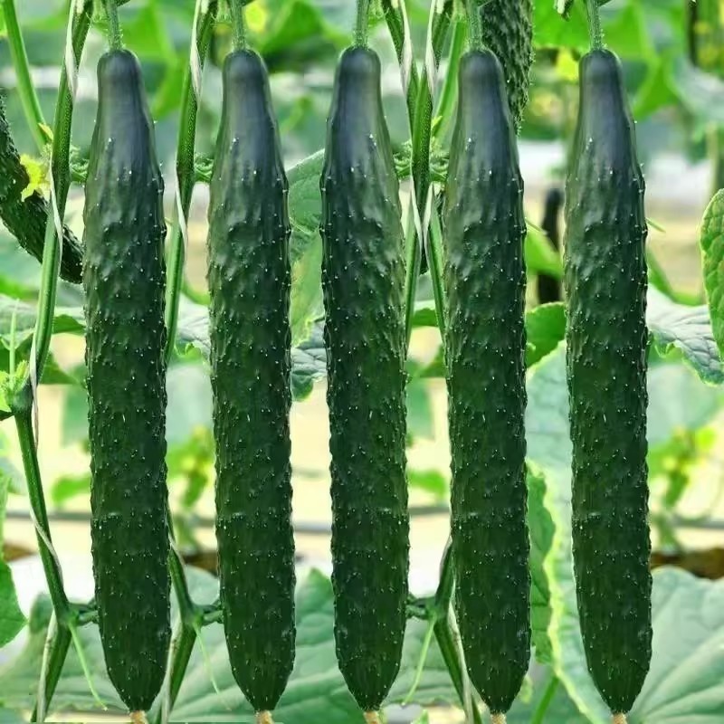 เมล็ดแตงกวาญี่ปุ่น เมล็ดพันธุ์แตงกวา High Yield Japan Cucumber Seeds for Sale (30 Pcs/pack) Green Cucumber Seeds Long