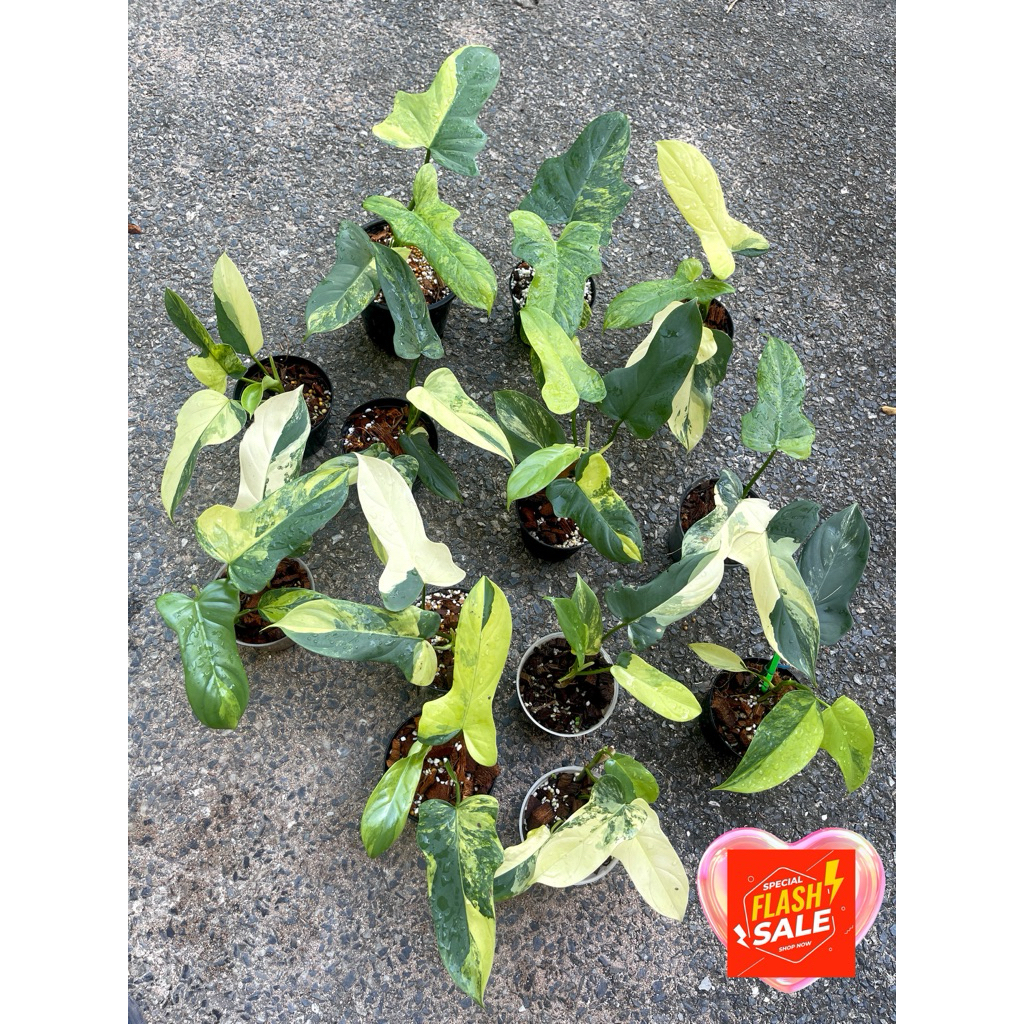 คัดด่างสวย ไวโอลีนด่าง 🌈💖 ฟิโลเดนดรอนไวโอลินด่าง philodendron violin variegated