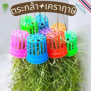 เคราฤาษี​ ชุด​ 5หรือ10​ พวง ไม้ฟอกอากาศ​ ประดับตกแต่งอาคาร​ บ้านเรือน ช่วยให้อากาศบริสุทธิ์​ ดูแลง่าย​ ทนแล้งได้ดี