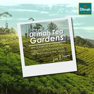 Dilmah ชาซอง ชาเขียว กลิ่นมะลิ | Jasmine Green Tea 1.5g x 20Tbags (80372)