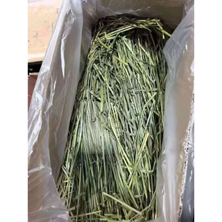 🌾วีทกราส Wheat grass ต้นข้าวสาลีอบแห้ง เขียว หอม กรอบ สำหรับสัตว์ฟันแทะ