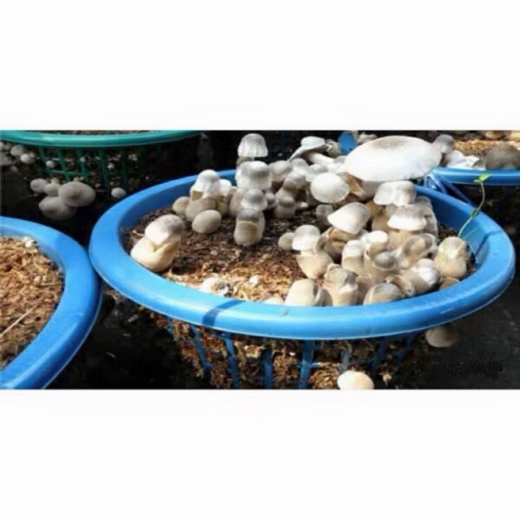 รูปภาพ 9