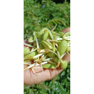 หน่อเหรียงสด 300กรัม ลูกเหรียงปอกใหม่ สดๆ สะอาด ปลอดสารเคมี คุณภาพสูง สำหรับการบริโภค