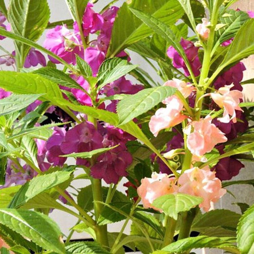 100 เมล็ด เมล็ดดอกเทียน เทียนดอก เทียนสวน เทียนไทย Impatiens balsamina Seeds ดอกคละสี High quality and high yield - รูปที่ 3