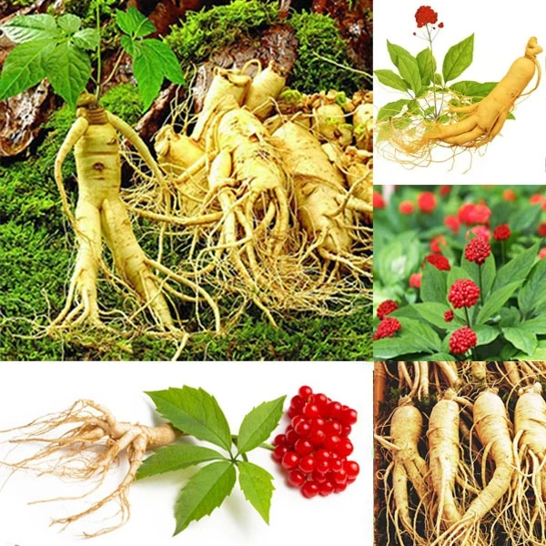 โสมเกาหลี🎈แท้100%🎯ถูกที่สุด10บ.🎯เมล็ดพันธุ์โสมเกาหลี 3-18 เมล็ด🌿ปลูกในไทยได้🎈สุดยอดสมุนไพร🥬ปลูกต่อได้🚛แพคไว