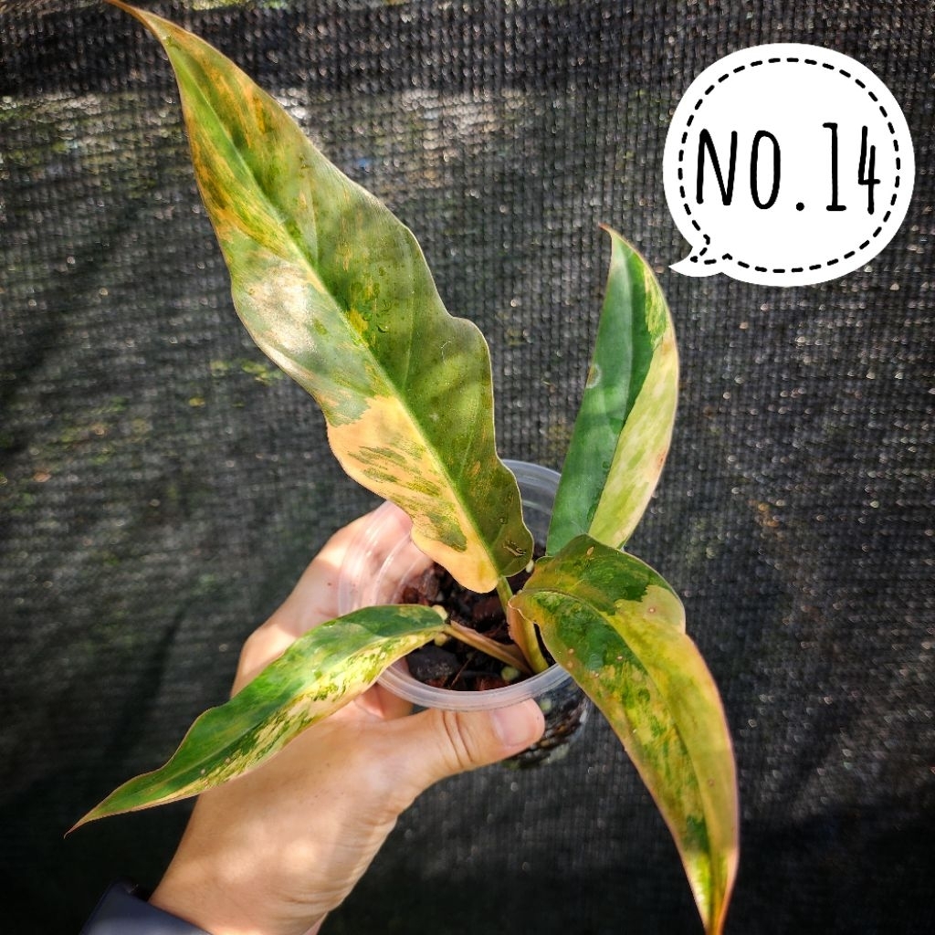 ฟิโลเดนดรอน พิณนาคด่าง philodendron caramel mable V. เลือกต้นได้ ได้ต้นตามภาพ