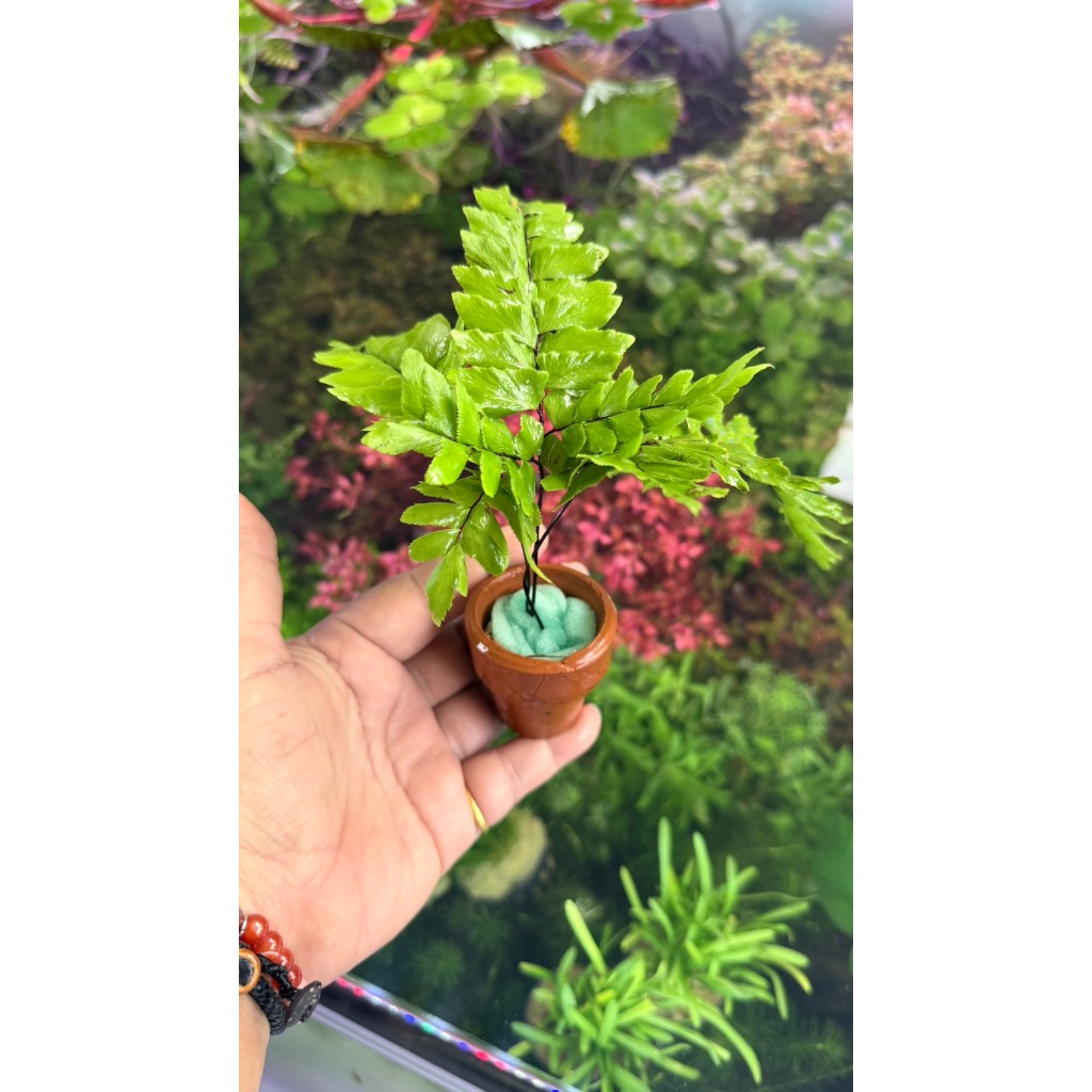 รูปภาพ 5