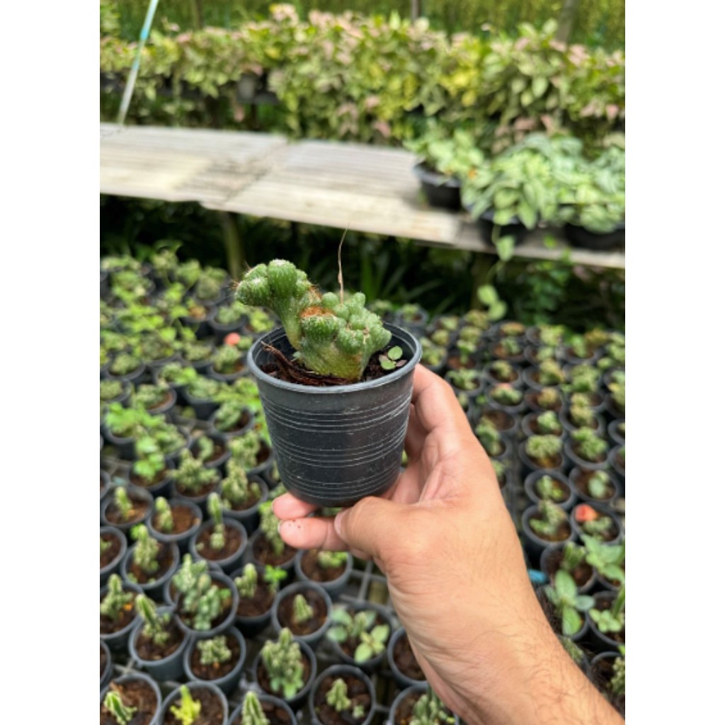 มุมมอง 4