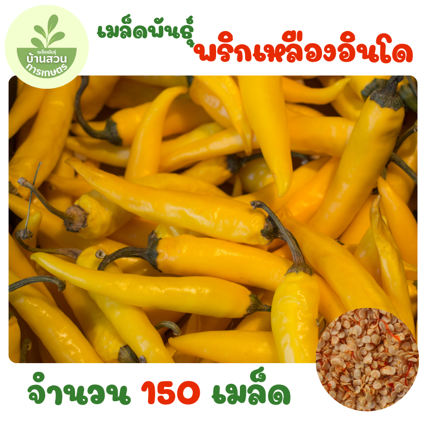 เมล็ดพันธุ์พริกเหลืองอินโด จำนวน 150 เมล็ด