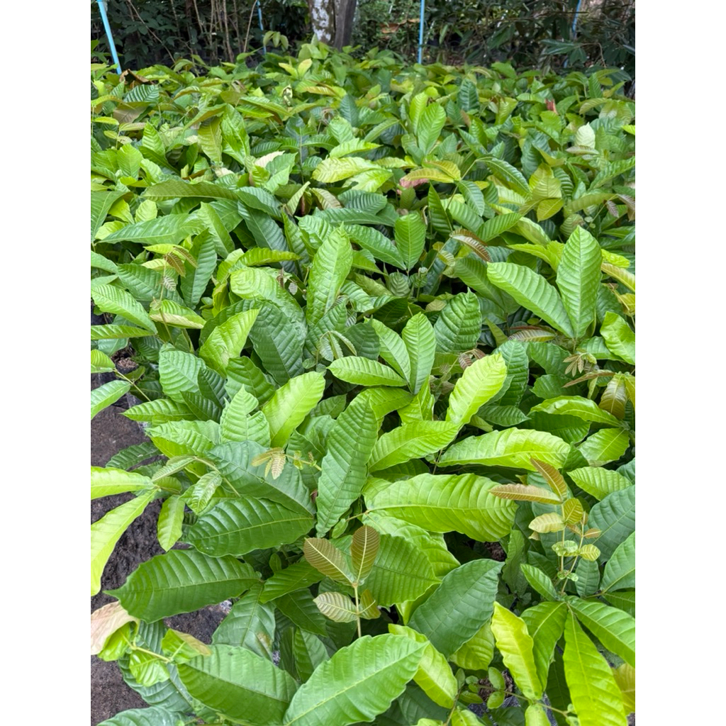 ต้นลำไยคริสตัลได้4ต้น - รูปที่ 4