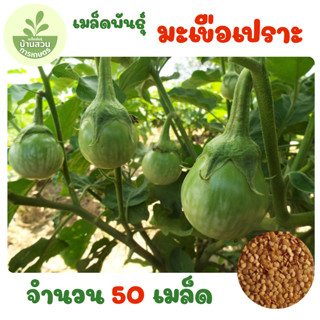 เมล็ดพันธุ์มะเขือเปราะ จำนวน 50 เมล็ด