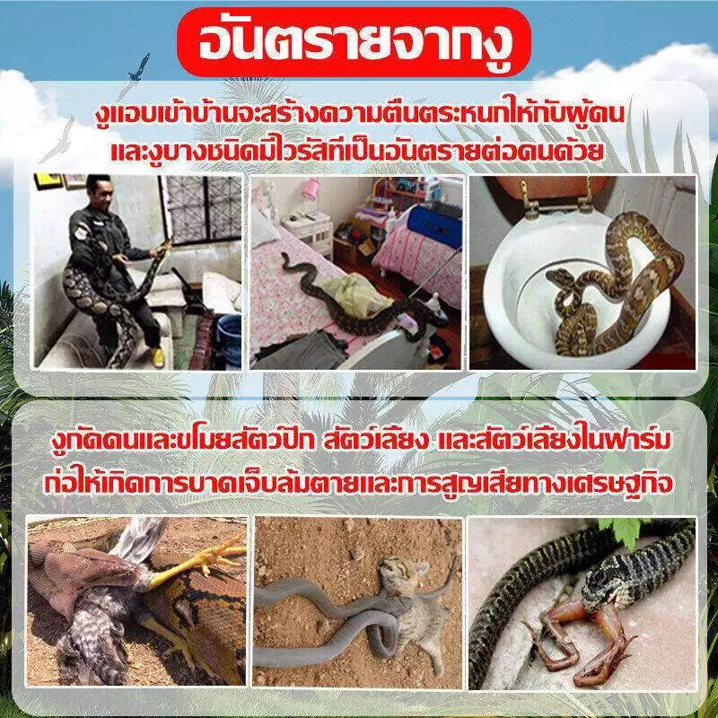 ผงกำมะถัน ผงไล่งูสูตรปรับปรุงใหม่ 500 กรัม ป้องกันงูในระยะ 1000 เมตร! ไล่งูและแมลงมีพิษต่างๆ - รูปที่ 7