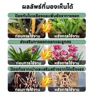 【GreenThumb】โพแทสเซียมไดไฮโดรเจนฟอสเฟต 250 กรัม แบบสำเร็จรูป ส่งเสริมการเจริญเติบโตของดอกและผล ปุ๋ยไม้ผล