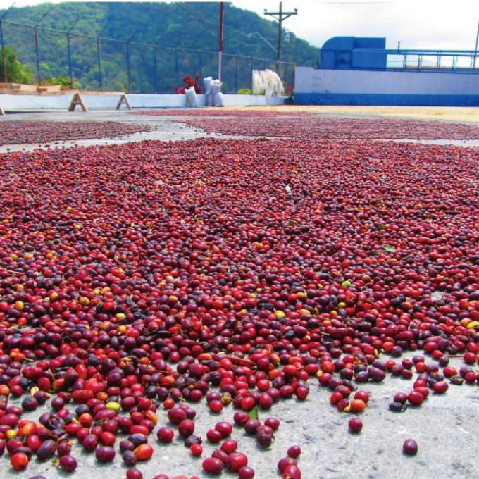 Angus Coffee Roasters เมล็ดกาแฟคั่วอ่อน Filter – Panama Volcan Baru Geisha Natural ราคา ถูกที่สุด ดีลบีเคเค แกลเลอรีภาพที่ 3