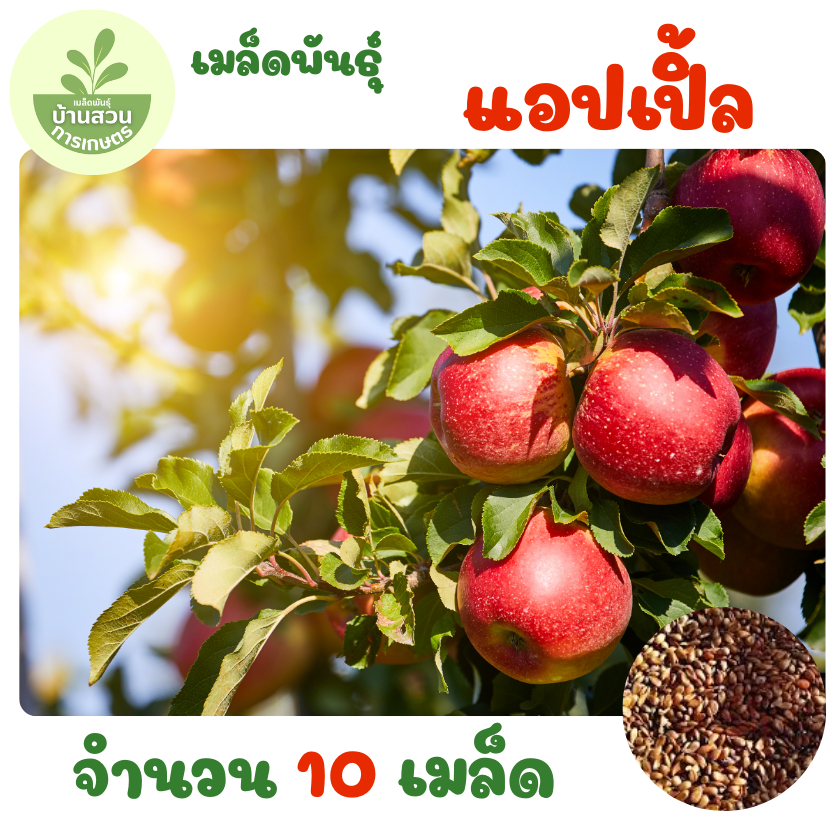 เมล็ดพันธุ์แอปเปิ้ลแดง จำนวน 10 เมล็ด