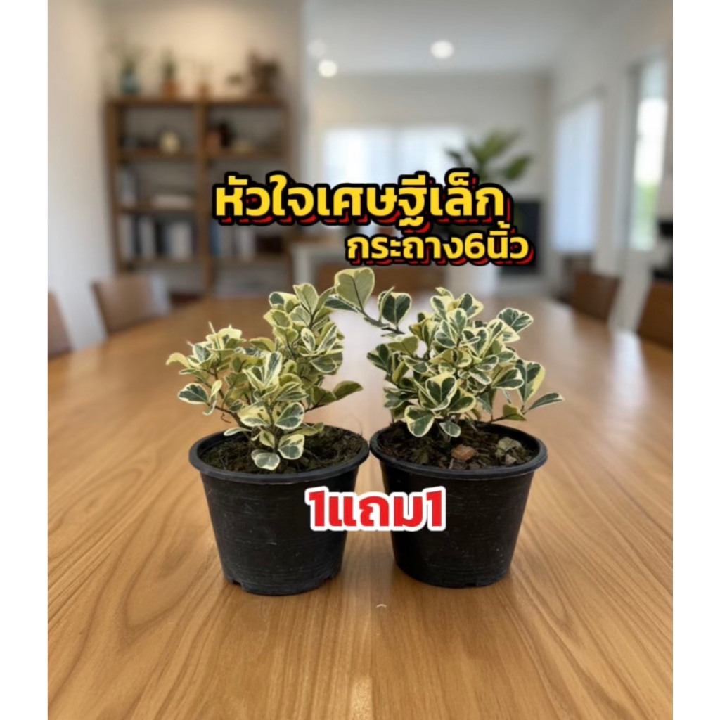 ต้นหัวใจเศษฐีเล็กหรือสาริกาใบด่าง 1แถม1 ขนาด25cm พร้อมกระถาง6นิ้ว