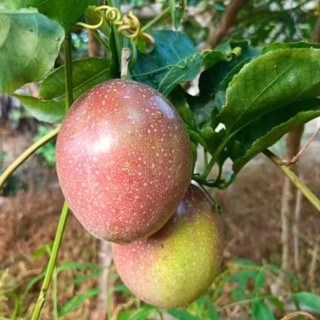 เสาวรส ผลสด สีม่วง 1 กิโลกรัม หอมหวาน เปรี้ยวอมหวาน สดจากสวน