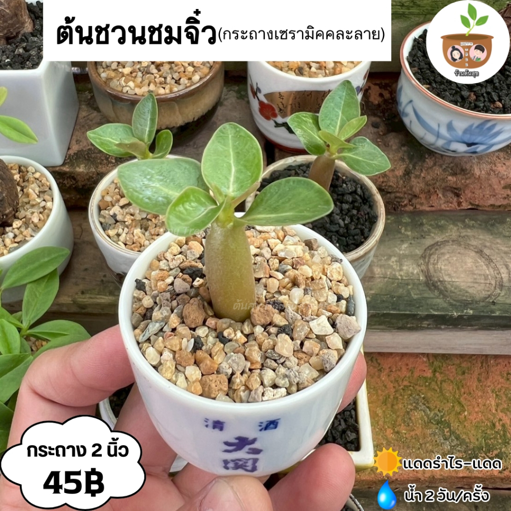 ต้นชวนชมจิ๋ว จัดส่งที่ 2 ต้นขึ้นไป คละแบบได้