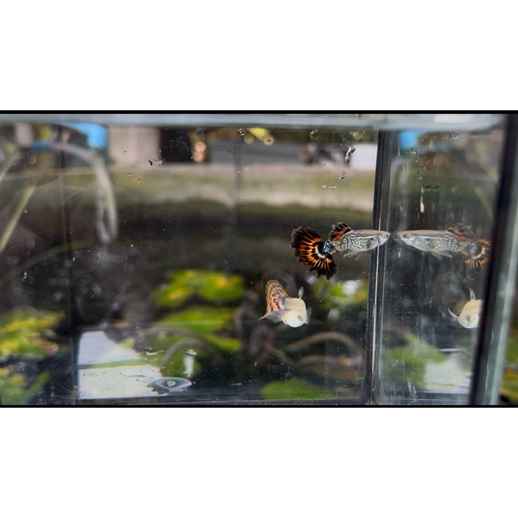 ปลา Ivory Red Guppy 1คู่