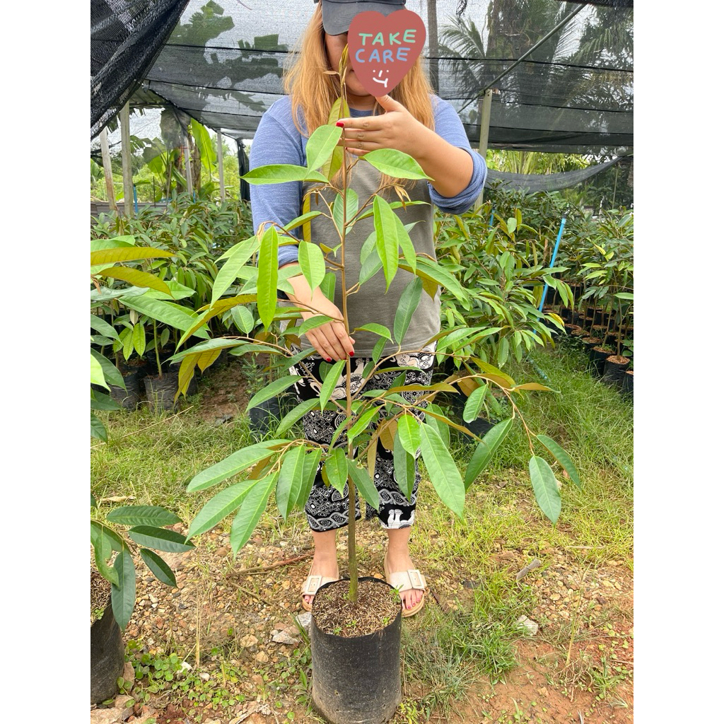 ใหม่📍หมอนทองถุงใหญ่ 150ซม+ ทรงกระโดงเน้นๆ🍀เปลี่ยนถุงไว้ตลอด รากไม่ขด ต้นหนา ใบสวย ต้นใหม่ระบบรากดี