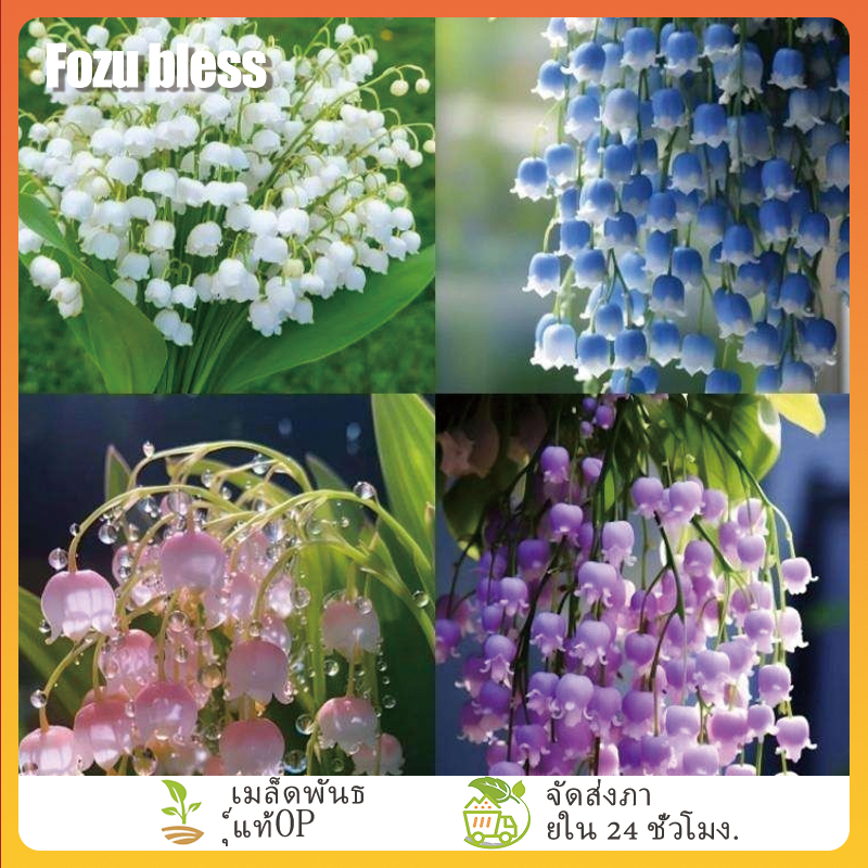 FOZU เมล็ดลิลลี่แห่งหุบเขา เมล็ดลิลลี่ออฟเดอะแวลลีย์คุณภาพสูง 100 เมล็ด งอกง่าย ปลูกง่าย