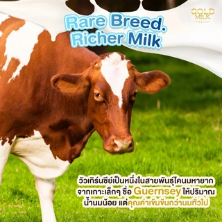 ลอตใหม่ นมโกลด์มิลค์ GOLD MILK 200 มล (4 กล่อง/แพค) หน้ากล่องระบุ 180 ml. goldmilk